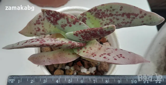 Красула фалката (Crassula falcata), сукулентно растение
