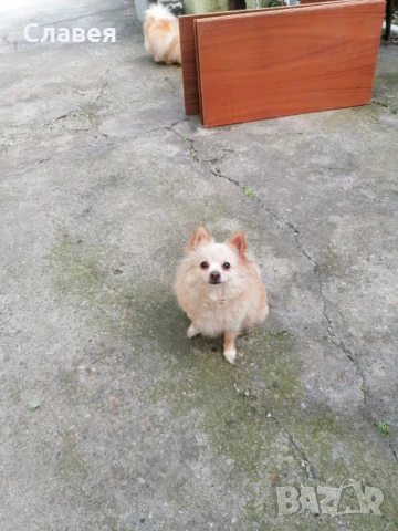 Продавам мини шпиц , снимка 2 - Померан - 50473549