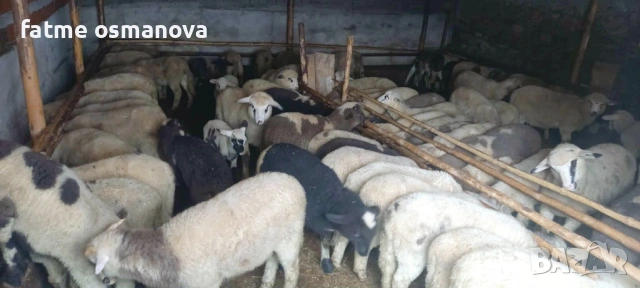 Агнета планински