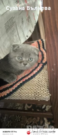 Продавам малки котенца шотландци, снимка 3 - Британска късокосместа - 56050526