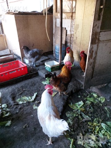 Продавам петли, снимка 3 - Кокошки и пуйки - 44325946