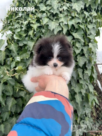Померан мини момче. Померанче, снимка 5 - Померан - 53350490
