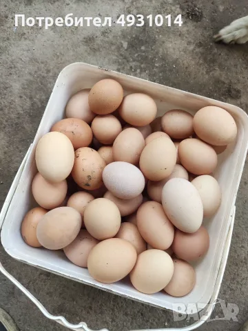 Продавам Домашни Яйца