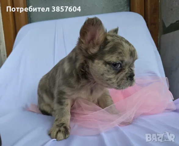 Синьо Мерле Флъфи френски булдог 