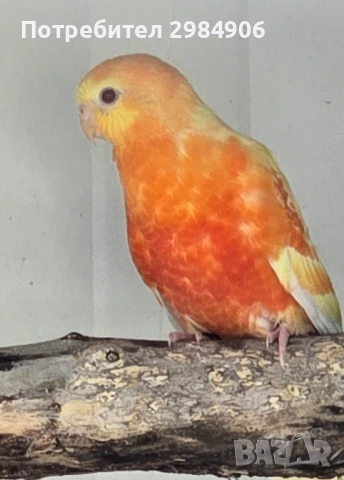 пойни папагал ПРОМО, снимка 17 - Папагали - 41350602