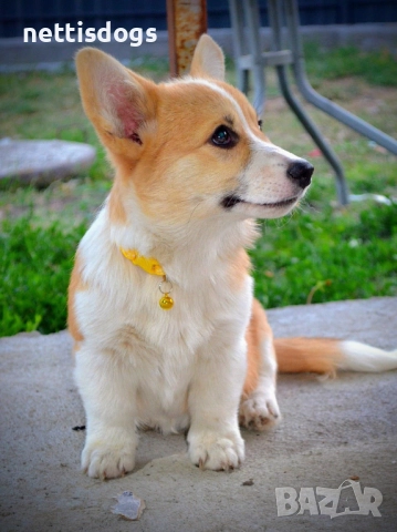 Кралска порода Уелско Корги Пембрук, снимка 3 - Други - 50062470