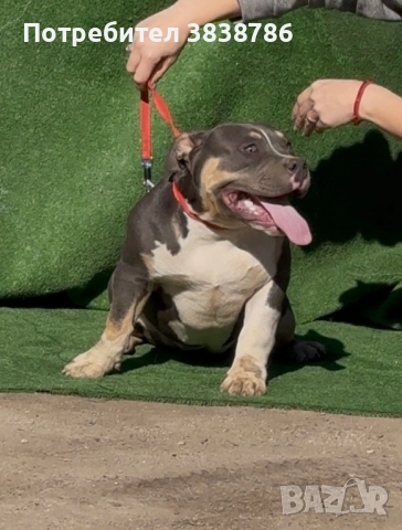 Американско були покет