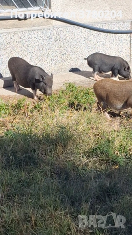 Виетнамски прасета, снимка 4 - Прасета - 54198346