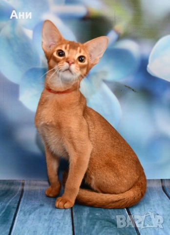 ТОП ЦЕНА .ЕКЗОТИЧНО И РАЗЛИЧНО.АБИСИНСКО КОТЕНЦЕ, снимка 3 - Бенгалски - 52939167