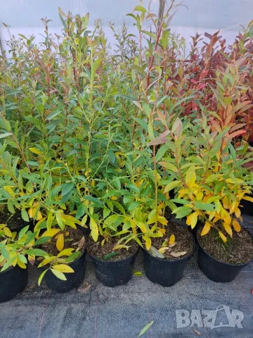 Боровинка pink lemonade в саксия , снимка 2 - Градински цветя и растения - 47743462