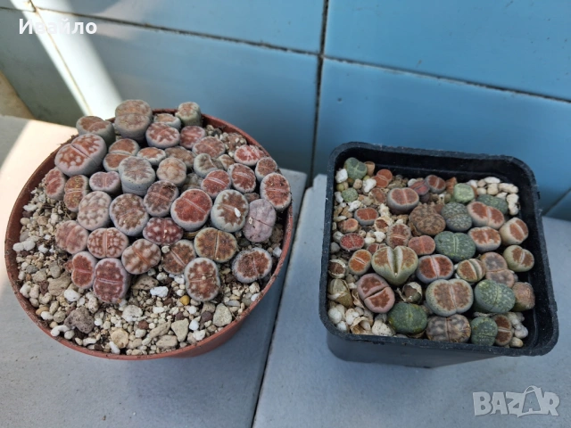 Живи камъчета - Lithops, снимка 2 - Градински цветя и растения - 33193359