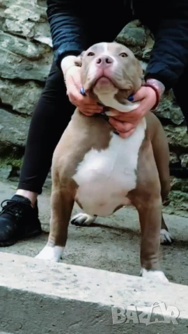 Американско були хл American bully XL, снимка 6 - Други - 51978331