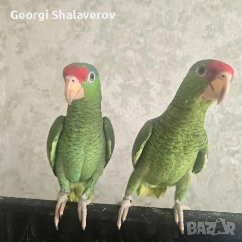 Продавам ръчно хранени бебета зеленобузи амазони , снимка 4 - Папагали - 56447126