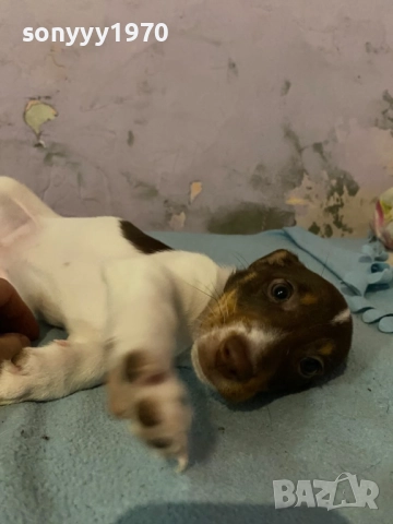 ДЖАК РЪСЕЛ БЕБЕТА 1210251006, снимка 10 - Джак ръсел териер - 52024674