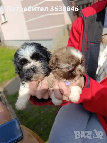 Ши цу, снимка 2 - Ши Тцу - 49348283