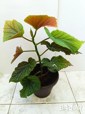 Сциндапсус, Бенджамин и други цветя , снимка 12 - Стайни растения - 45108051