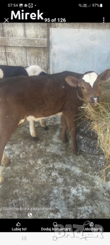 преговори, снимка 3 - Коне - 52646925