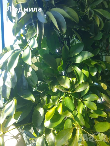 Растение,Шефлера,дърво,зелено,богато за декорация, снимка 2 - Стайни растения - 51305405