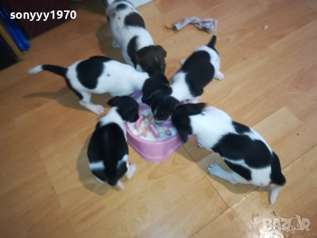 КУТРЕТА ДЖАК РЪСЕЛ 2009250434, снимка 13 - Джак ръсел териер - 51774625