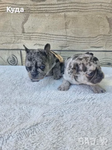 Френски Булдог Blue Lilac Merle, снимка 5 - Френски булдог - 56358879