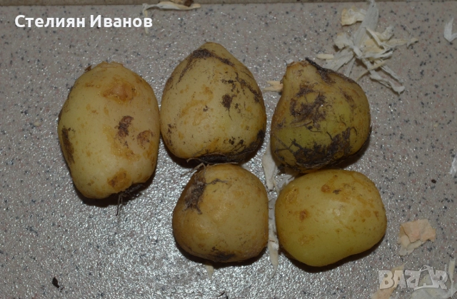 Хиацинтоидес, лъжезюмбюл – розов (Hyacinthoides non-scripta 'Rosea') – луковици, снимка 2 - Сортови семена и луковици - 52372484