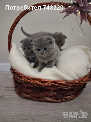 Шотландски клепоухи котета, снимка 2 - Други - 54306641