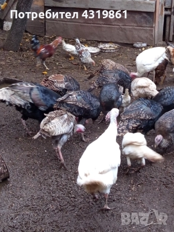 Птици за продан, снимка 2 - За птици - 52336276