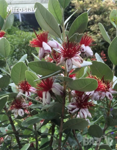 Ананасова гуава (Фейхоа), снимка 5 - Градински цветя и растения - 53913023