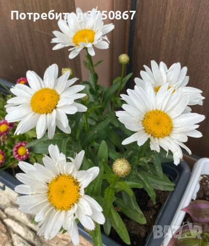❤️🤍❤️ МАРГАРИТА, ЕДРОЦВЕТНА, МНОГОГОДИШНА ❤️🤍❤️, снимка 5 - Градински цветя и растения - 52415032