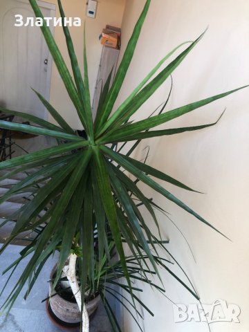 Палма Драцена , снимка 4 - Стайни растения - 29402094