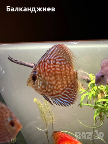 Продавам или разменям дискуси, снимка 8 - Рибки - 52693080