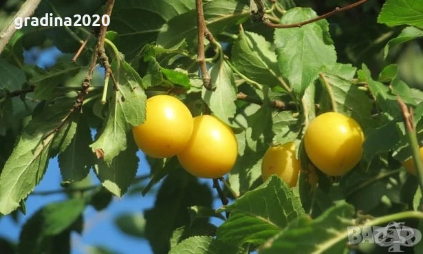 Джанка - жълта, снимка 5 - Разсади - 51040206