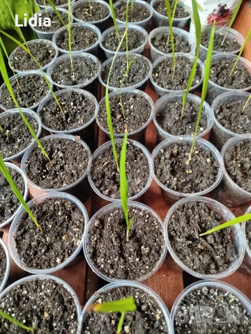 Палма "Вашингтон"