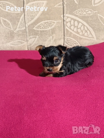 Йоркширски териер мини 