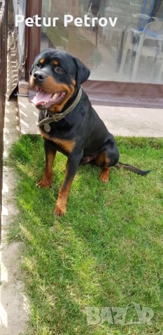 Ротвайлер  за разплод, снимка 4 - Ротвайлер - 19822243