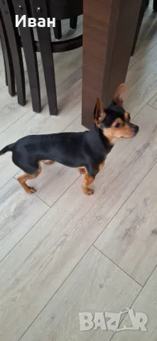 Мъжки пинчep cи тъpcи дaмa, снимка 5 - Пинчер - 47484682