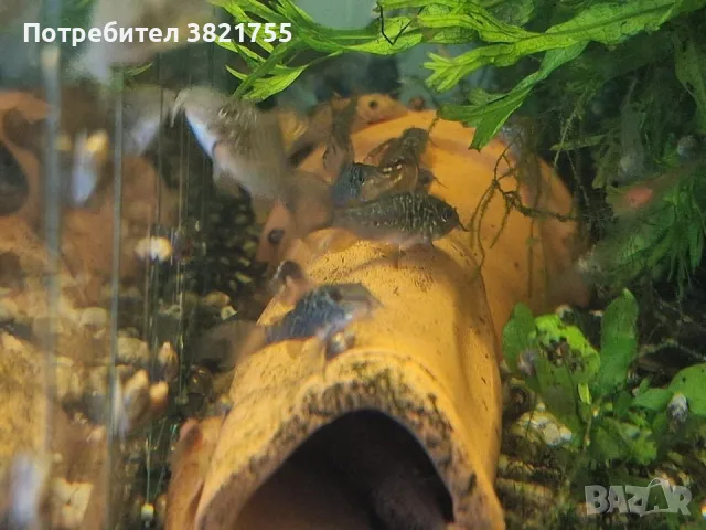 Сомче коридорас, зелен коридорас, brochis splendens, снимка 7 - Рибки - 56219126