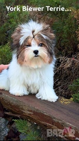 Йоркширски Териер! Страхотни бебета с родословие и доставка 