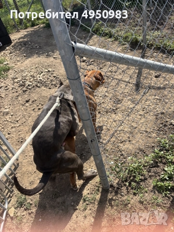 American Pitbull Terier X American bully, снимка 8 - Питбул - 56102706