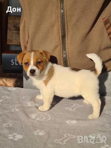 Джак Ръсел Териер 🐾, снимка 4 - Джак ръсел териер - 52631603