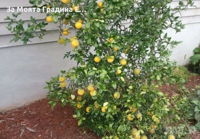 Див 🍋 лимон