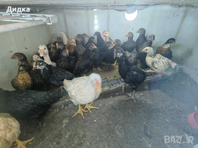 Пиленца над 1 месец., снимка 3 - Кокошки и пуйки - 54319538