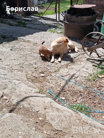 ПОДАРЯВАМ малки кученца , снимка 2 - Други - 51444287