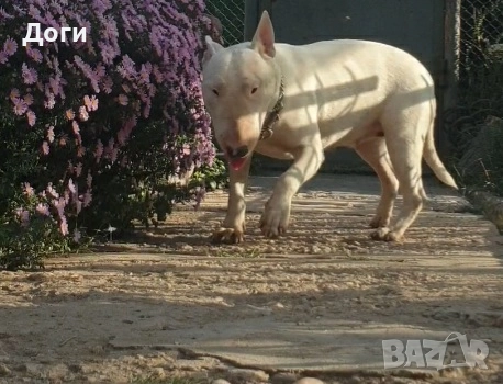 Продавам Бултериер , снимка 4 - Бултериер - 51810514