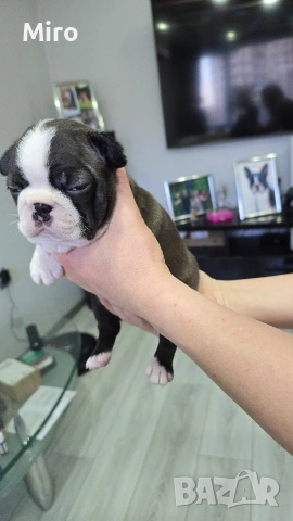 Бостън Териер , снимка 5 - Други - 54265835