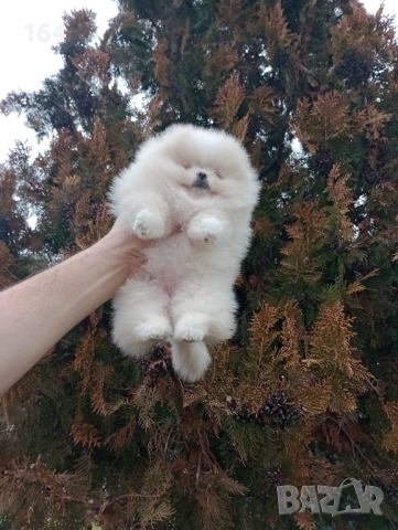 Прекрасно женско Померанче. Реални снимки от 24.01.26 г. , снимка 4 - Померан - 53210278