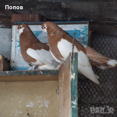 Продавам гълъби, снимка 5 - Гълъби - 52724895