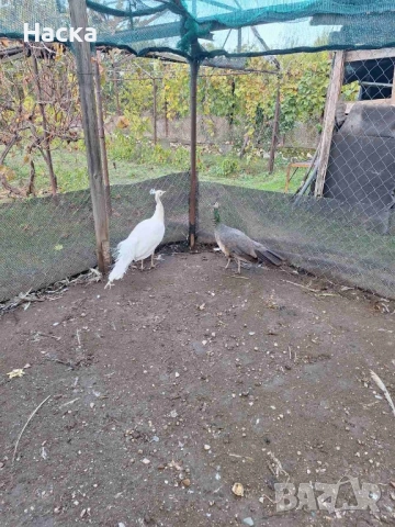 Продавам пауни! , снимка 3 - други­ - 52323574