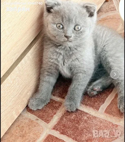 британски сиви късокосмести