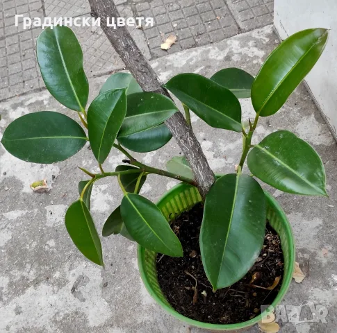 🌿🌿🌿 Каучуков фикус (Ficus elastica), два резника с корени  за офис, за дома